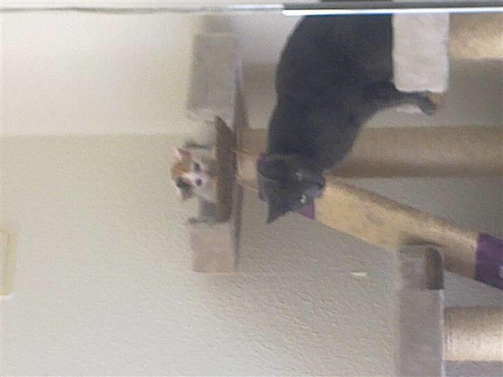 Huskat missen billede 11