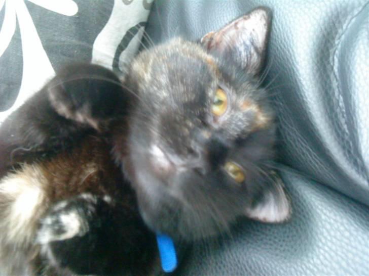 Huskat frida (tyk mis) billede 1