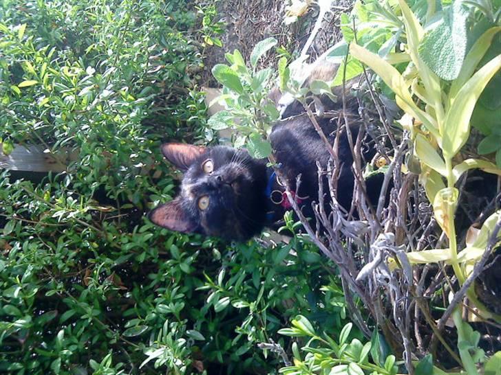 Huskat frida (tyk mis) billede 2