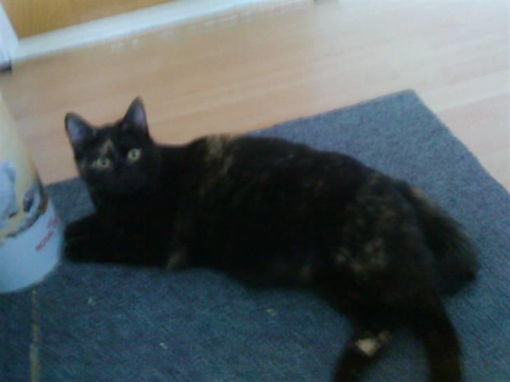 Huskat frida (tyk mis) billede 3