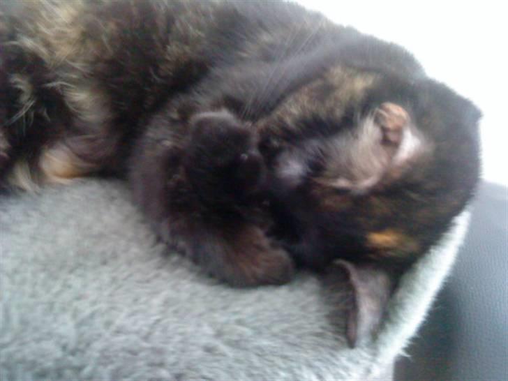 Huskat frida (tyk mis) billede 4