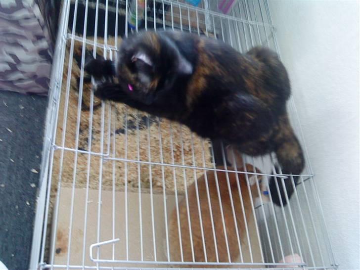 Huskat frida (tyk mis) billede 5