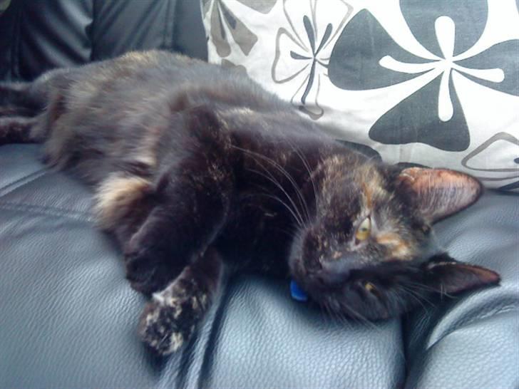 Huskat frida (tyk mis) billede 6