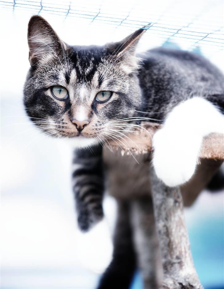 Huskat Fabian billede 1