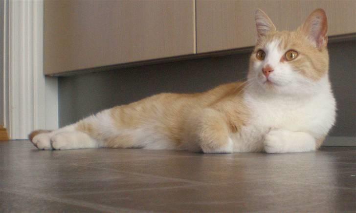 Huskat Guffe billede 1