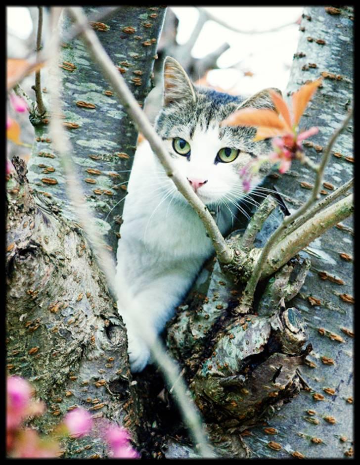 Huskat Rottekat Fiona Himmelmis  billede 2