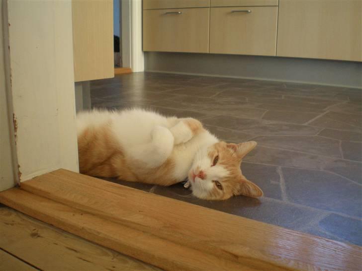 Huskat Guffe billede 2