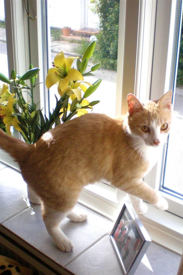 Huskat Guffe billede 3