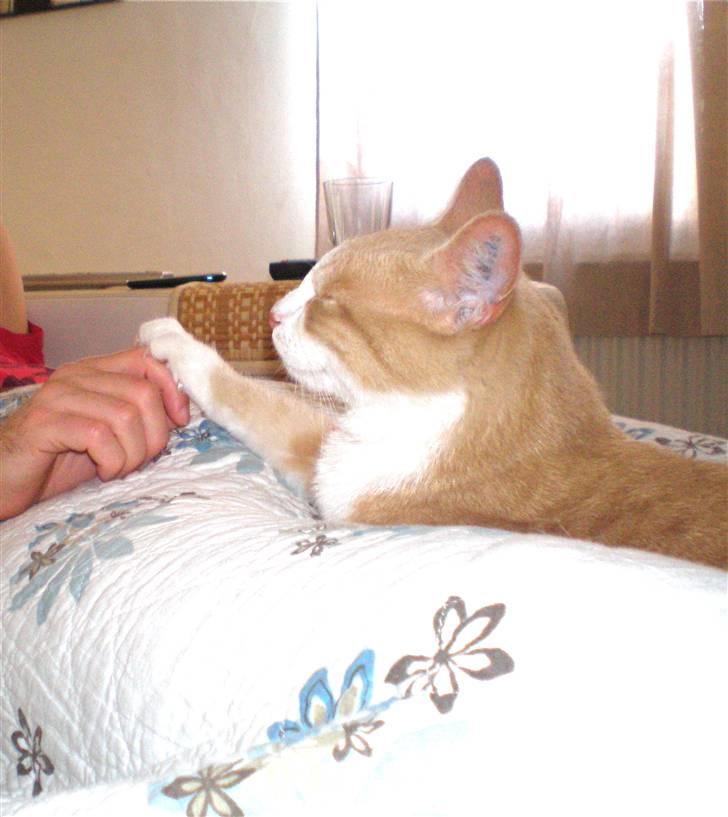 Huskat Guffe billede 4