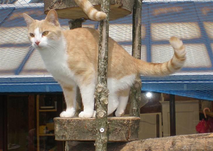 Huskat Guffe billede 5