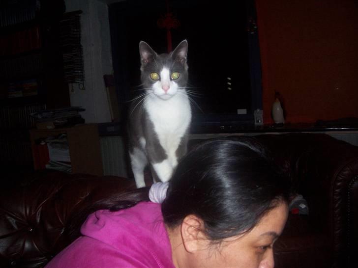 Huskat Gismo billede 12