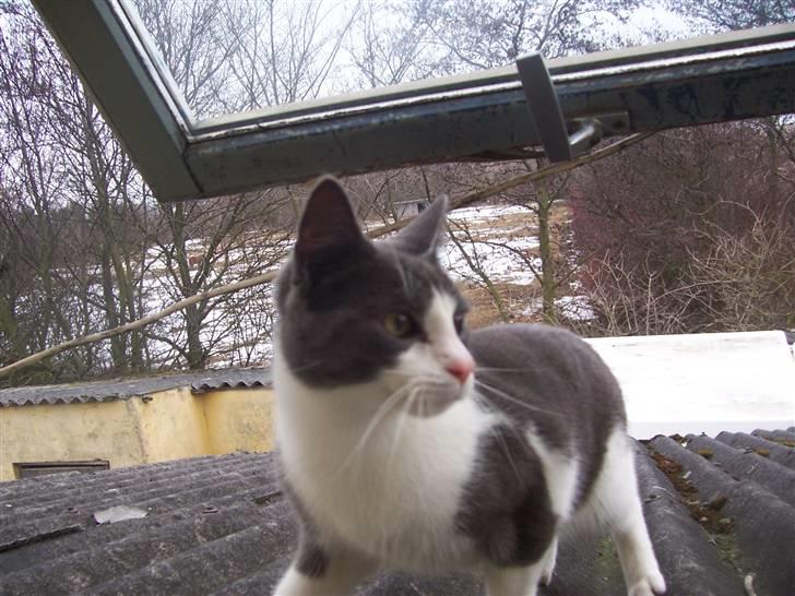 Huskat Gismo billede 13