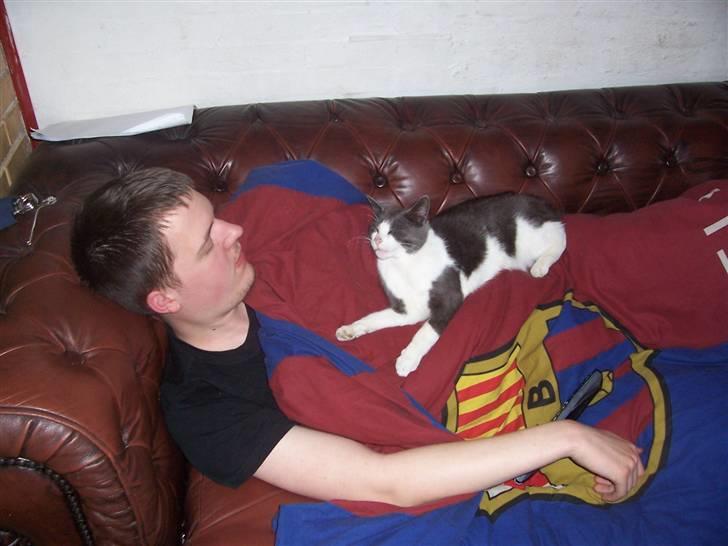 Huskat Gismo billede 14