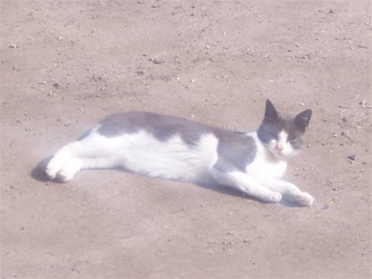 Huskat Gismo billede 15