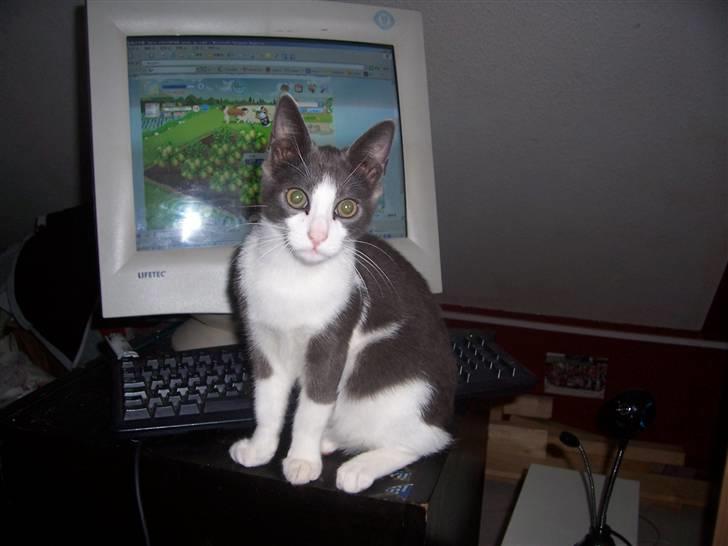 Huskat Gismo billede 16