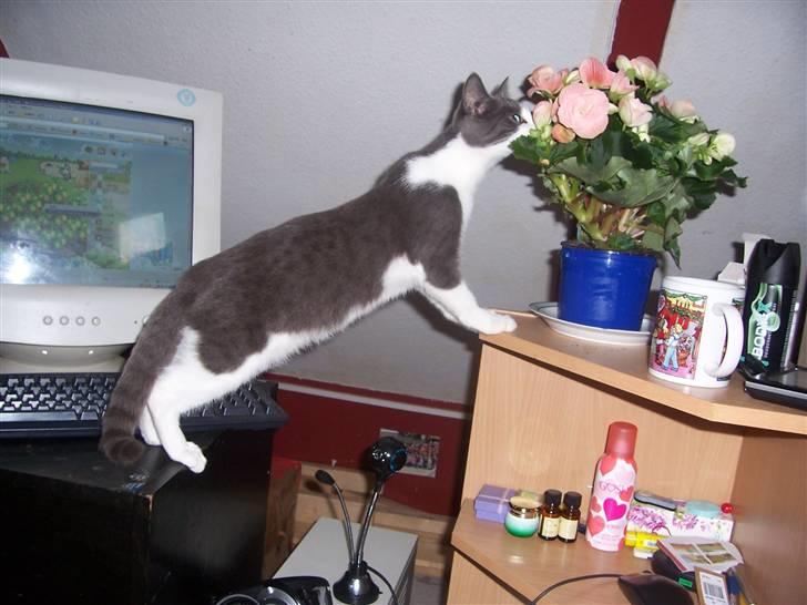 Huskat Gismo billede 17