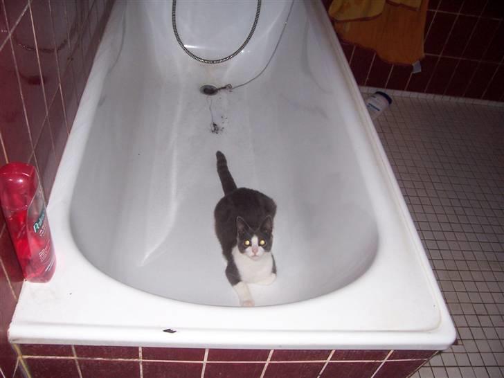 Huskat Gismo billede 18