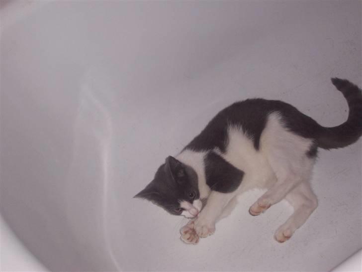 Huskat Gismo billede 19