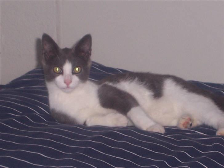 Huskat Gismo billede 20