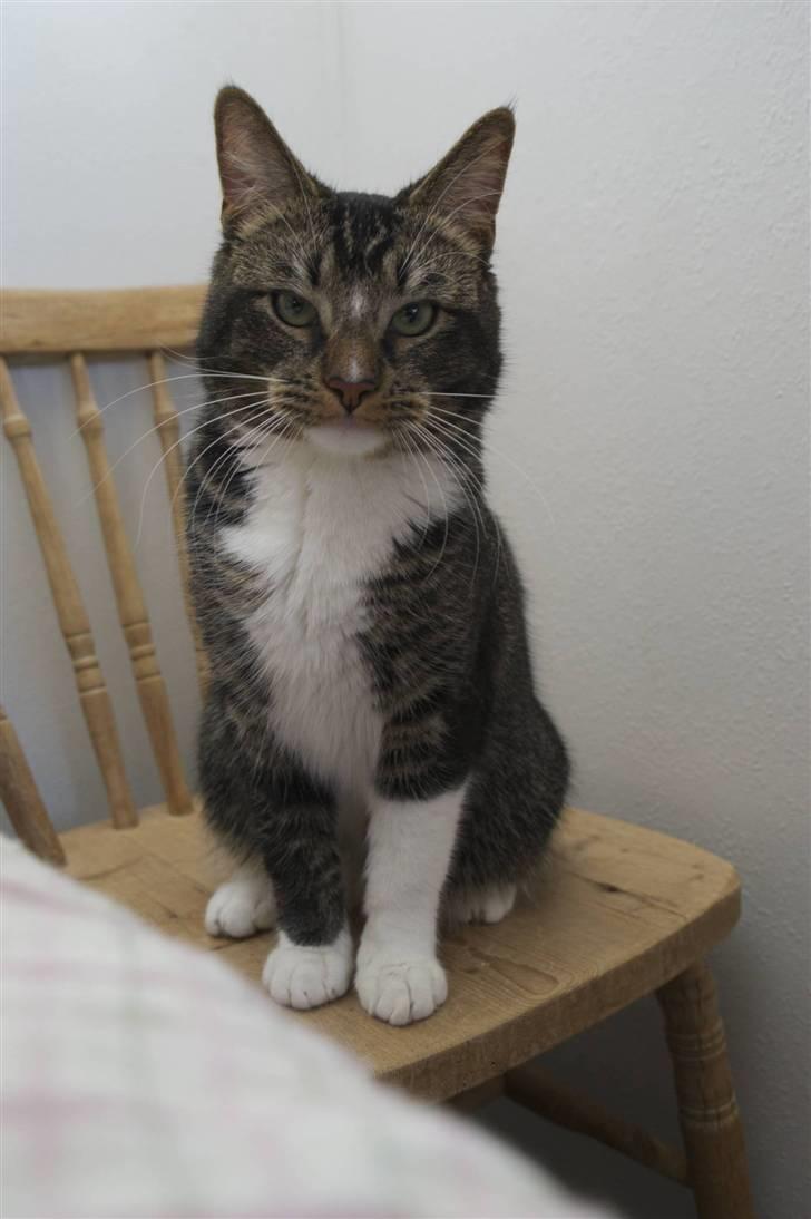 Huskat Fabian - Fabian på internatet... billede 2