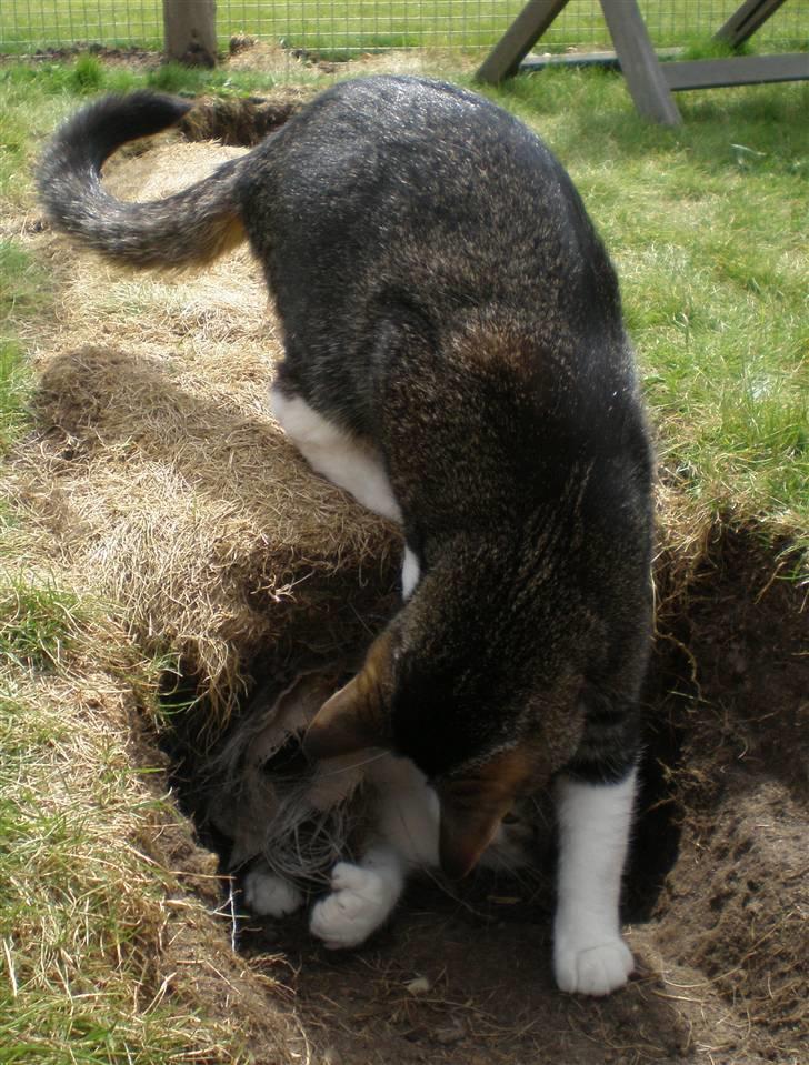 Huskat Fabian billede 3