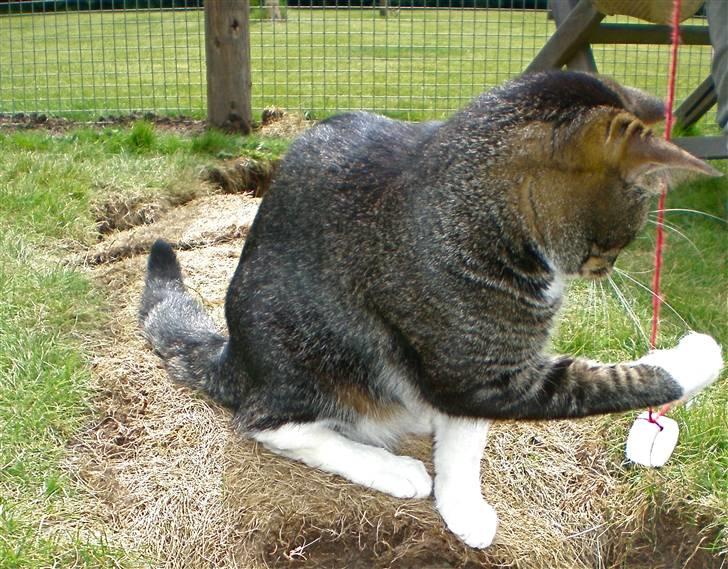 Huskat Fabian billede 4