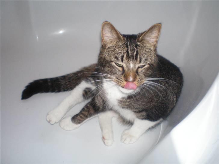 Huskat Fabian billede 5