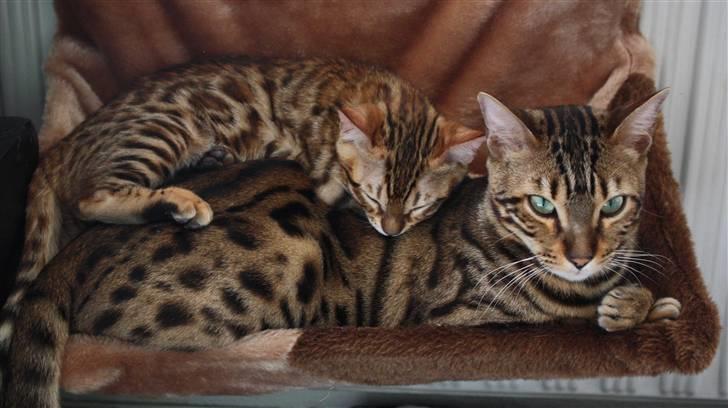 Bengal Gaia Of Golden Haze - Gaia og Tattoo  :-) billede 3