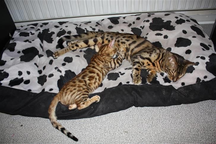 Bengal Gaia Of Golden Haze - Gaia patter ved Tattoo. Hun hygger selv om han jo ikke giver meget mælk :-) Sikke en tålmodighed Tattoo har :-) billede 5