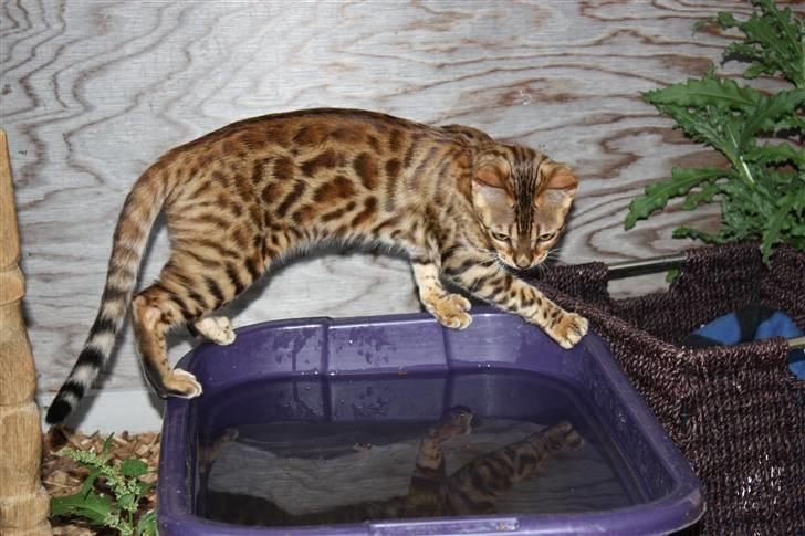 Bengal Gaia Of Golden Haze - Der er en lille fisk fra åen i Gaias balje vand. Se jægeren i hendes øjne :-) billede 6