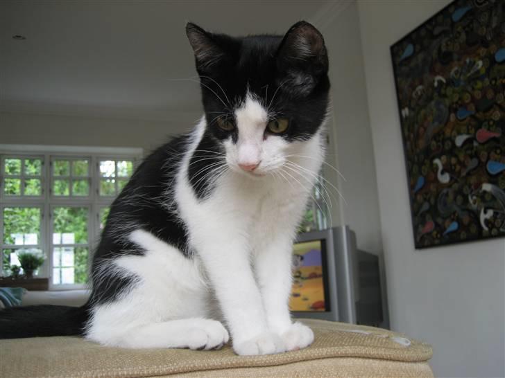 Huskat Poe billede 10