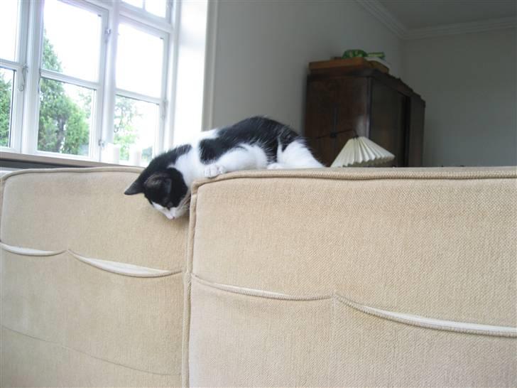 Huskat Poe billede 11