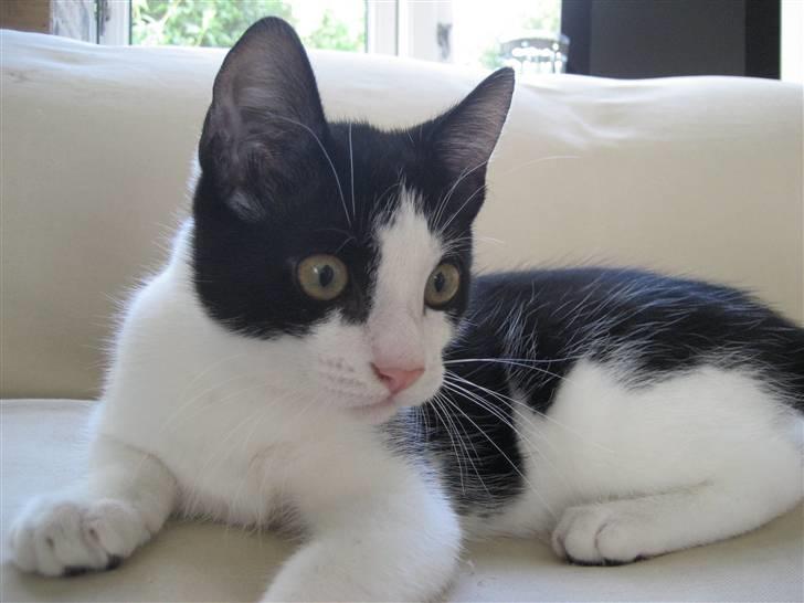 Huskat Poe billede 12