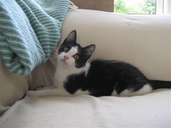 Huskat Poe billede 13