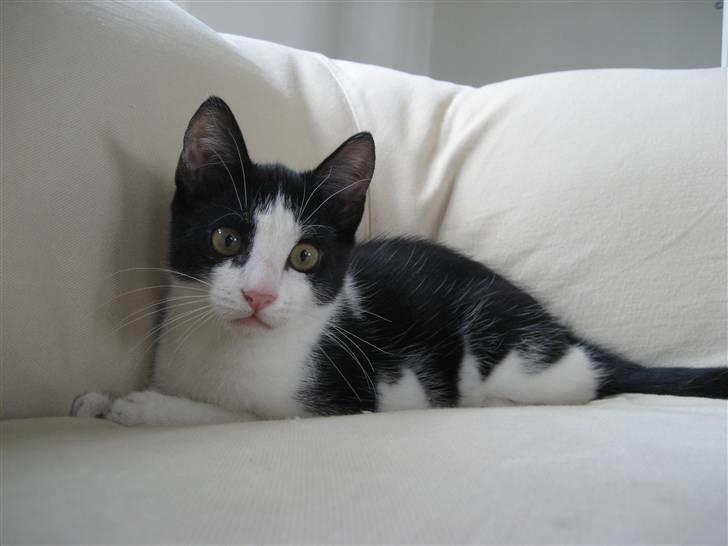 Huskat Poe billede 1