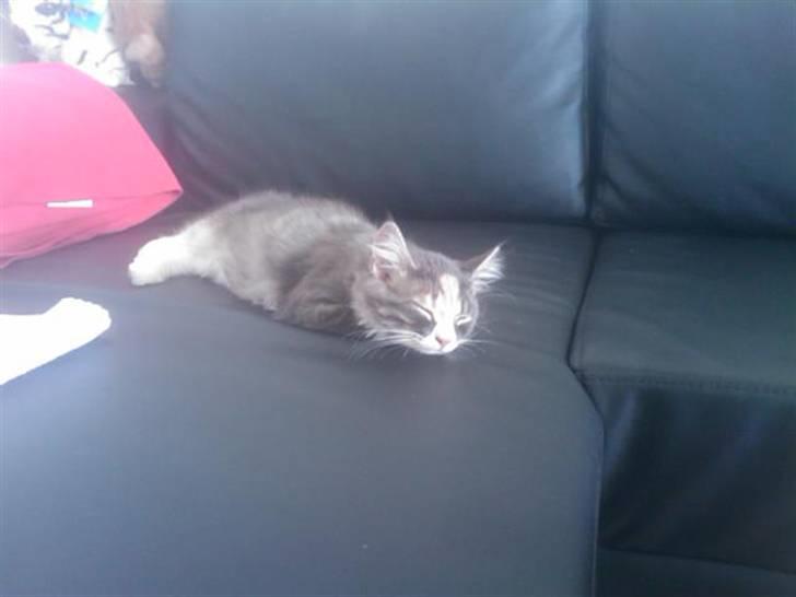 Maine Coon Princess billede 1