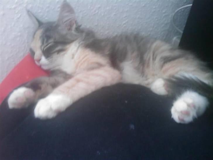 Maine Coon Princess billede 2