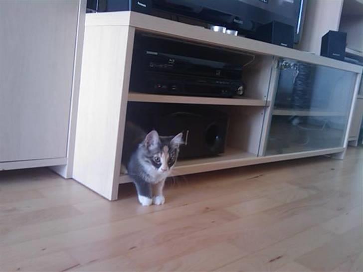 Maine Coon Princess billede 3