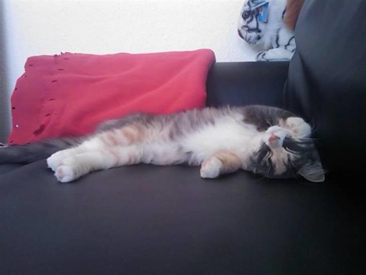 Maine Coon Princess billede 4