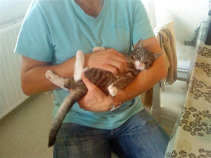 Blanding af racer Hector - Seeee lige mig, jeg ligger og charmer mig ind på min søde dyrlæge billede 17