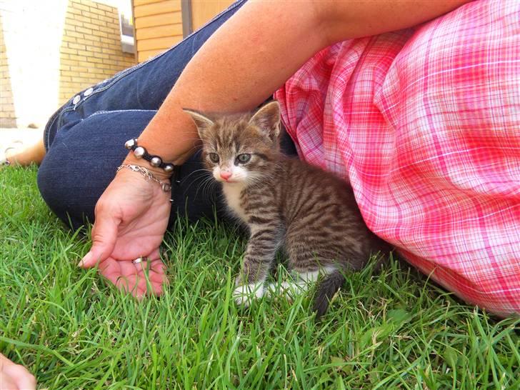 Blanding af racer Hector - En betuttet lille fyr .. Første gang udenfor .. Her hos "mormor" billede 18