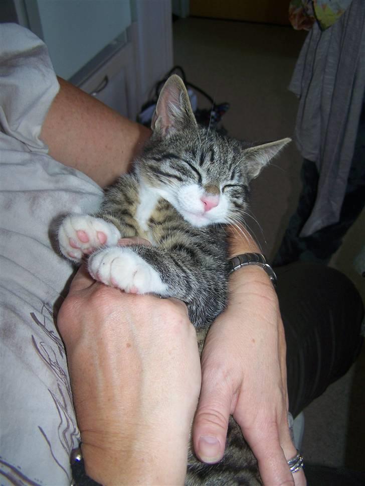 Blanding af racer Hector - Charmetrold billede 19