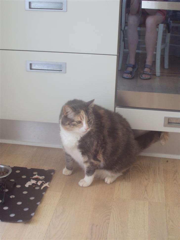 Blanding af racer astrid billede 8