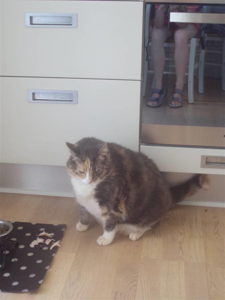 Blanding af racer astrid billede 9