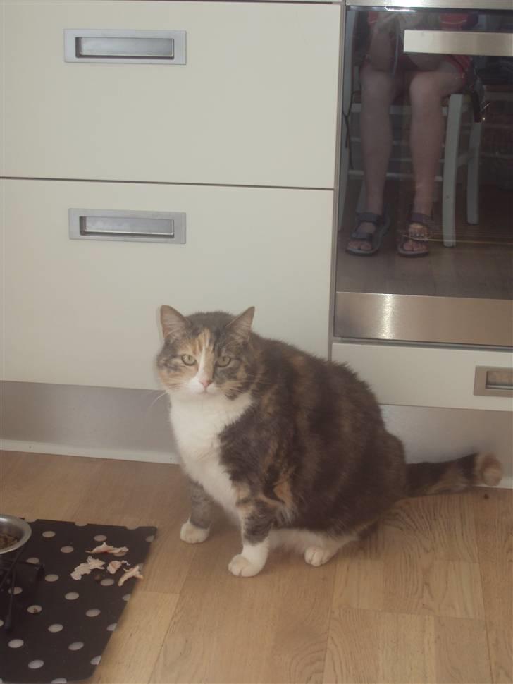 Blanding af racer astrid billede 10