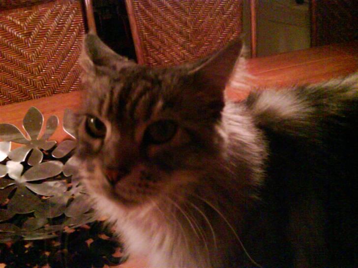 Maine Coon lille fix billede 1