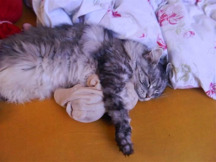 Maine Coon lille fix billede 2