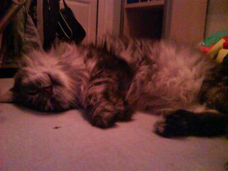 Maine Coon lille fix billede 3