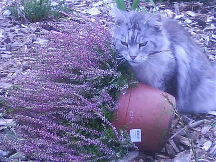 Maine Coon lille fix billede 4