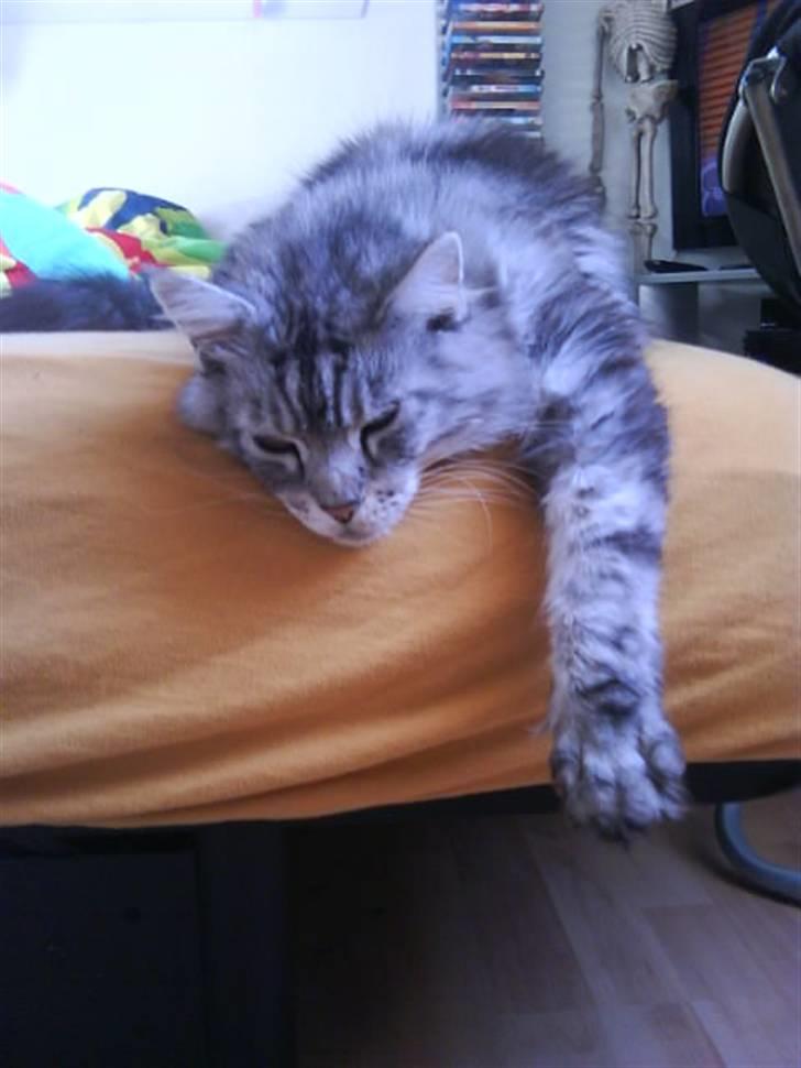 Maine Coon lille fix billede 5